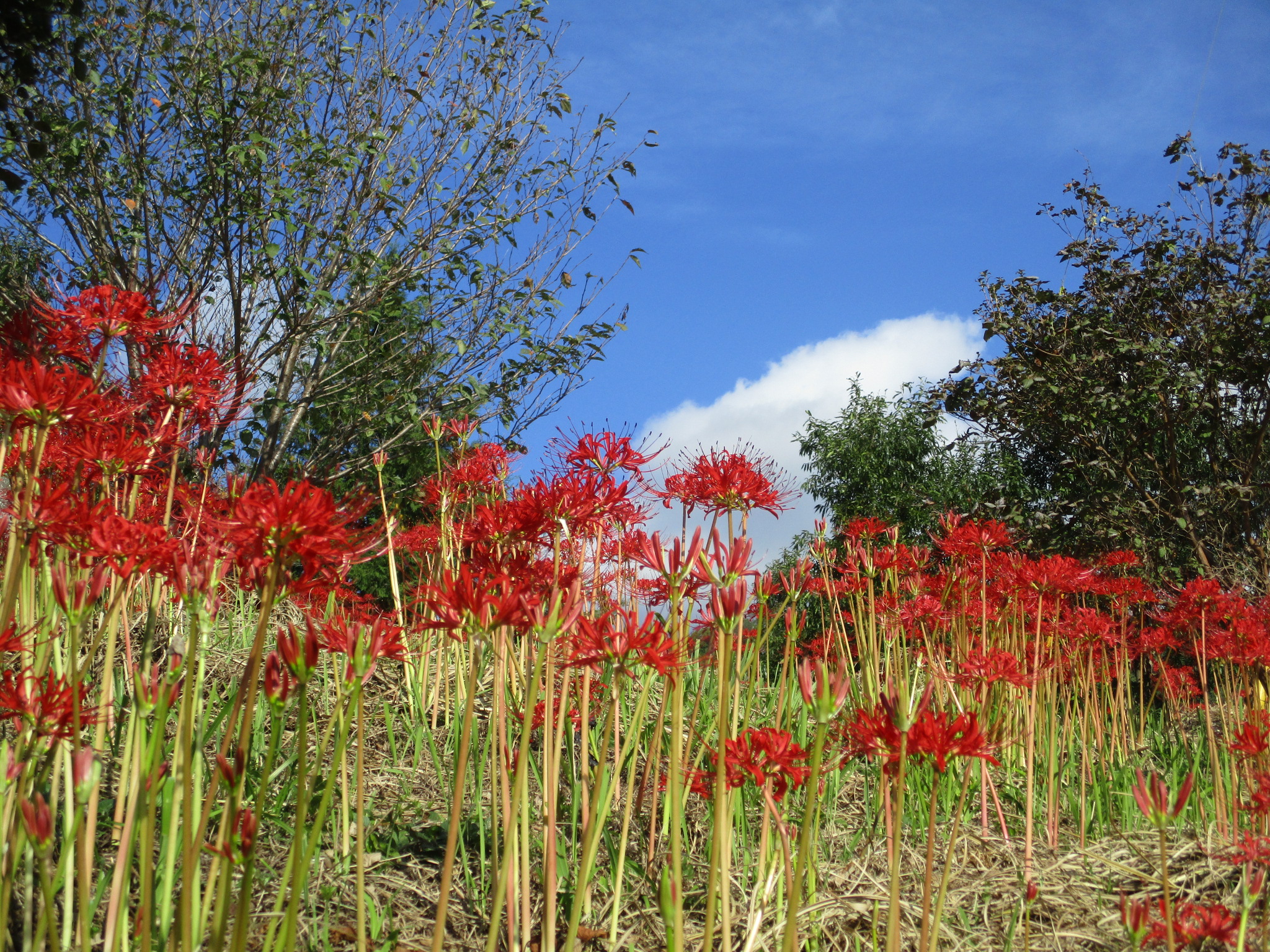 �A���o���i�ʑ��j