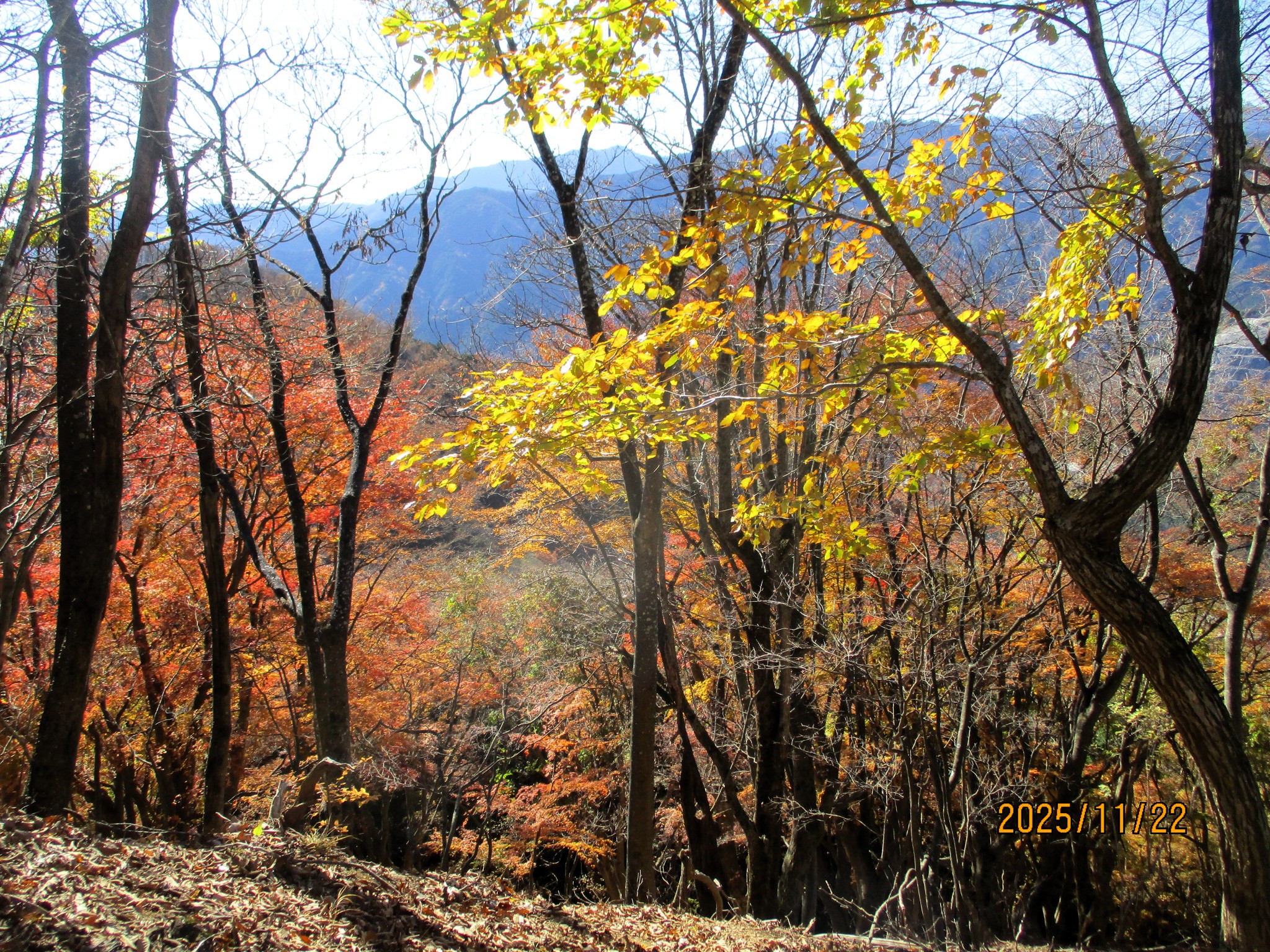 �A���o���i�ʑ��j