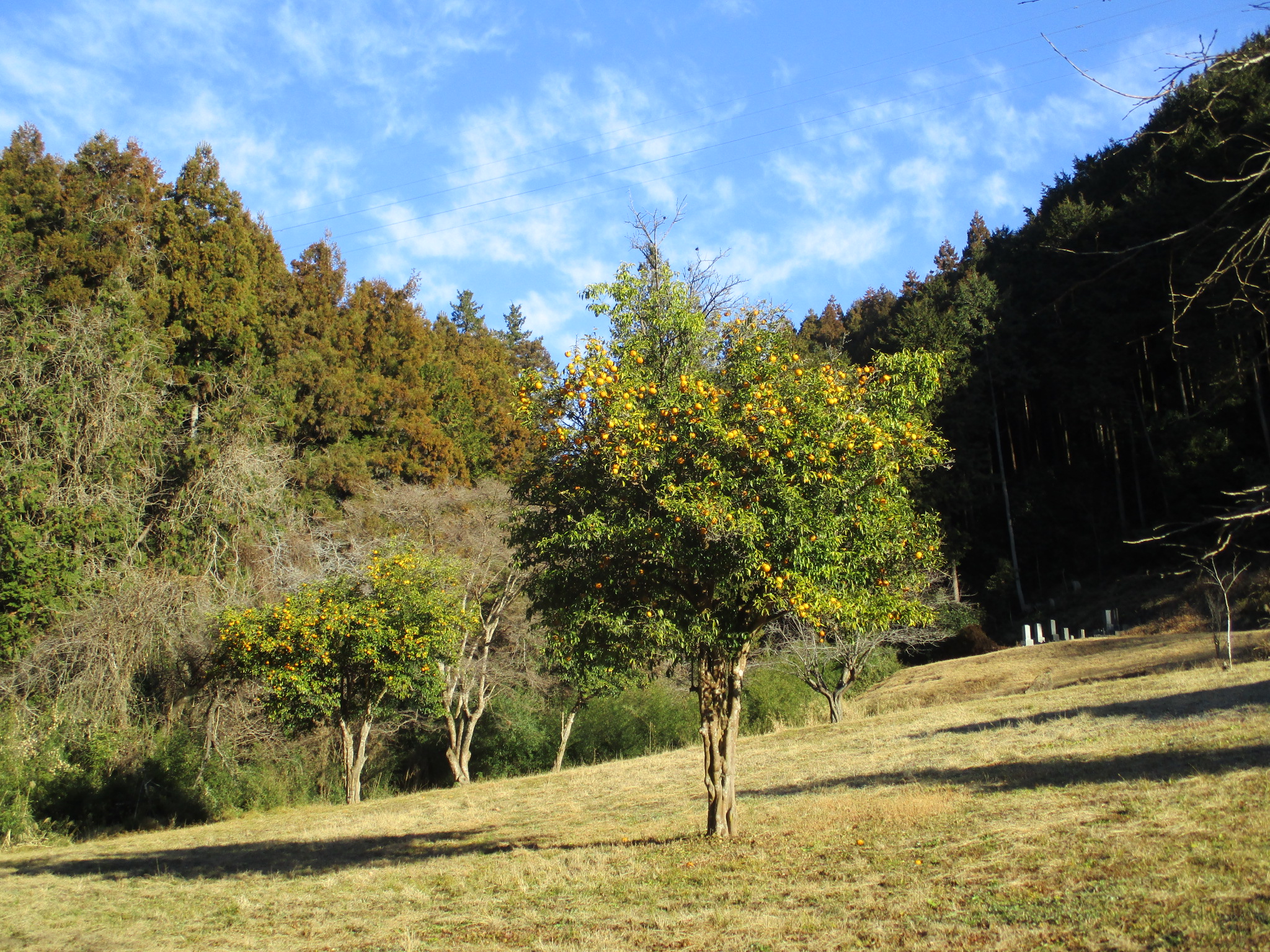 �A���o���i�ʑ��j